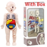 Human Organ Model Assembled Toy