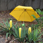 Corn Umbrella